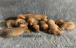 Teckel perros en venta: Cachorros Teckel Standard - Imagen 4