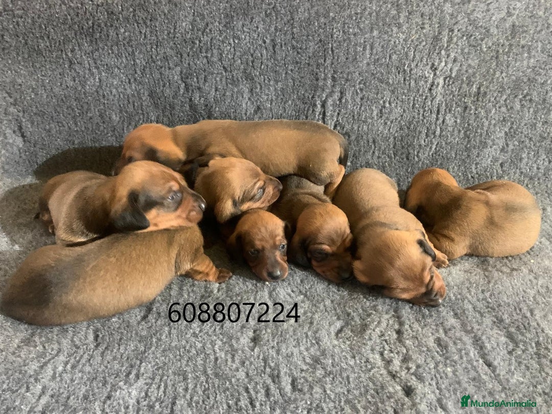 Teckel perros en venta: Cachorros Teckel Standard - Imagen 4