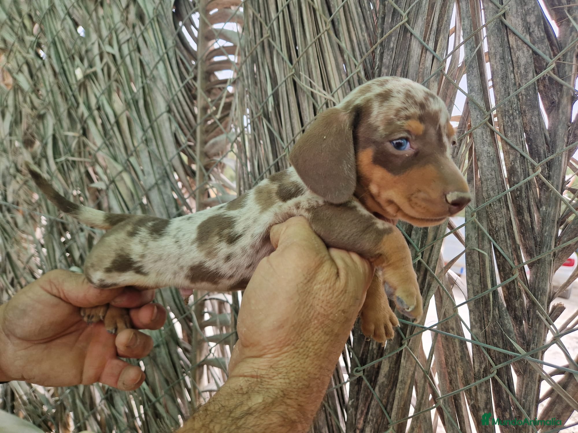Teckel Miniatura perros Teckel kaninchen  - Anuncio 1