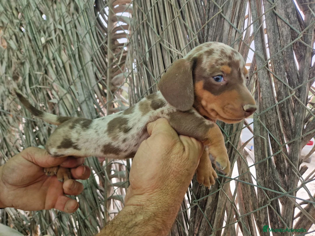 Teckel Miniatura perros en venta: Teckel kaninchen  - Anuncio 1