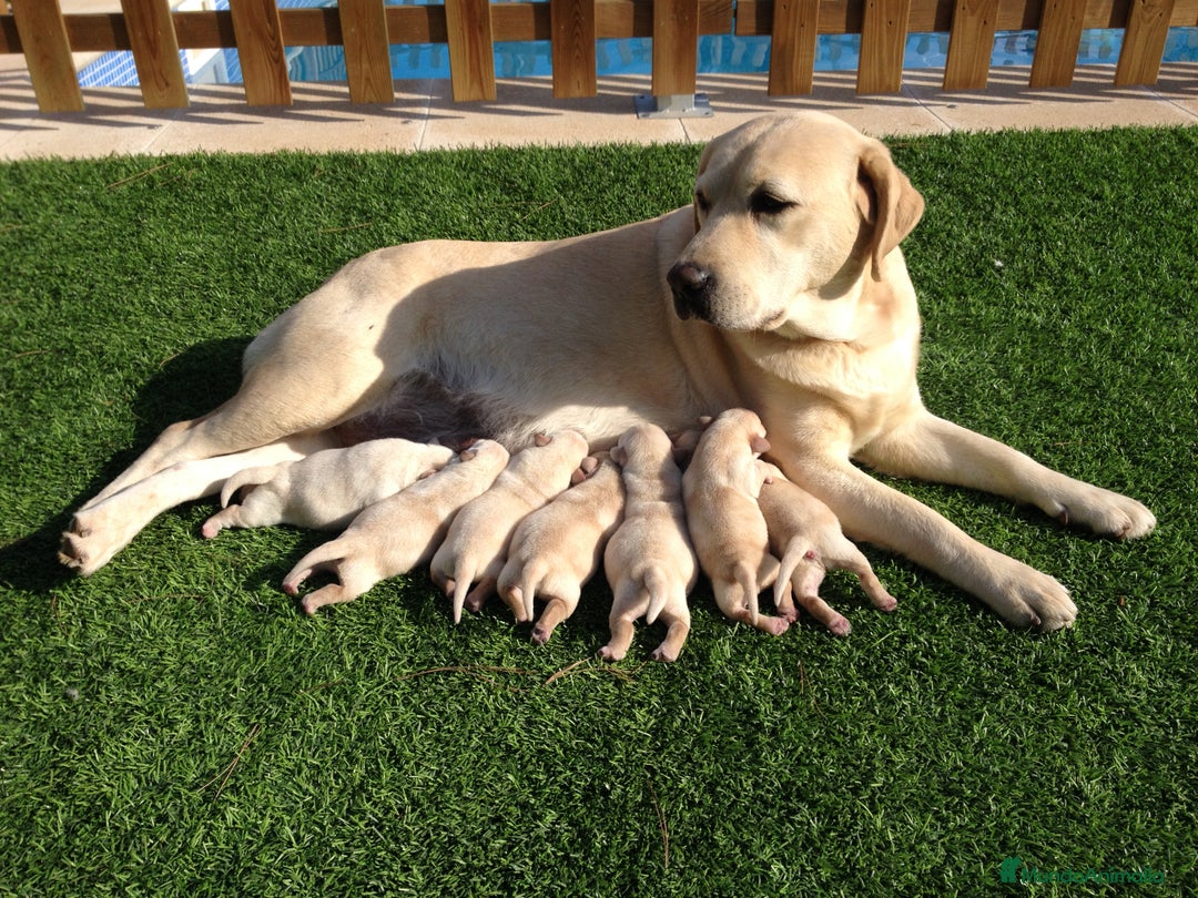 Labrador Retriever perros en venta: Cachorros de labrador retriever con pedigree  - Anuncio 15