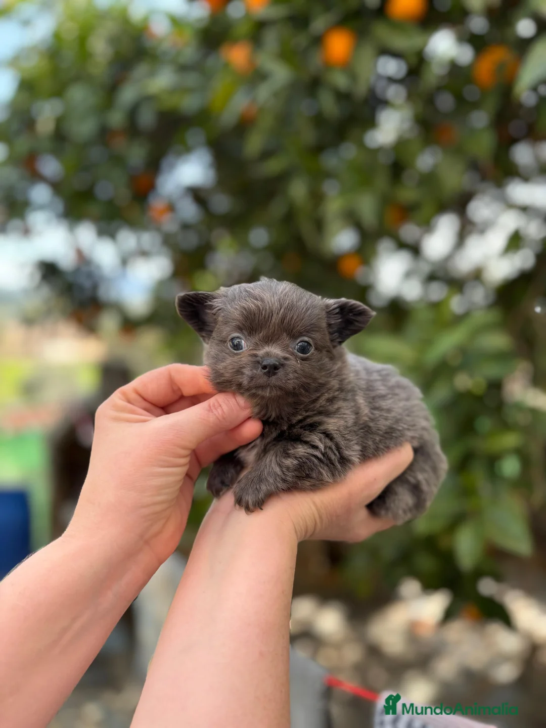 Chihuahua perros en venta: Hembra pelo largo  - Anuncio 2