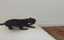 Chihuahua perros en venta: Chihuahua  - Imagen 2
