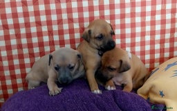 Raza Mixta perros en venta: Galgo whippet x piccolo - Imagen 1