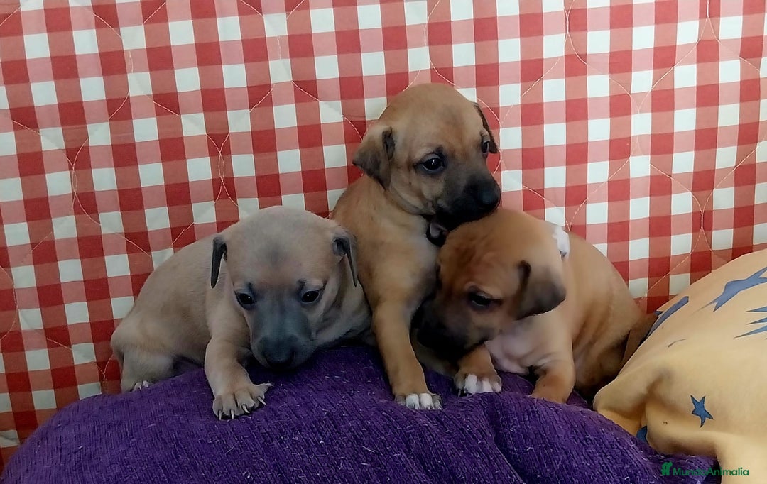 Raza Mixta perros en venta: Galgo whippet x piccolo - Imagen 1