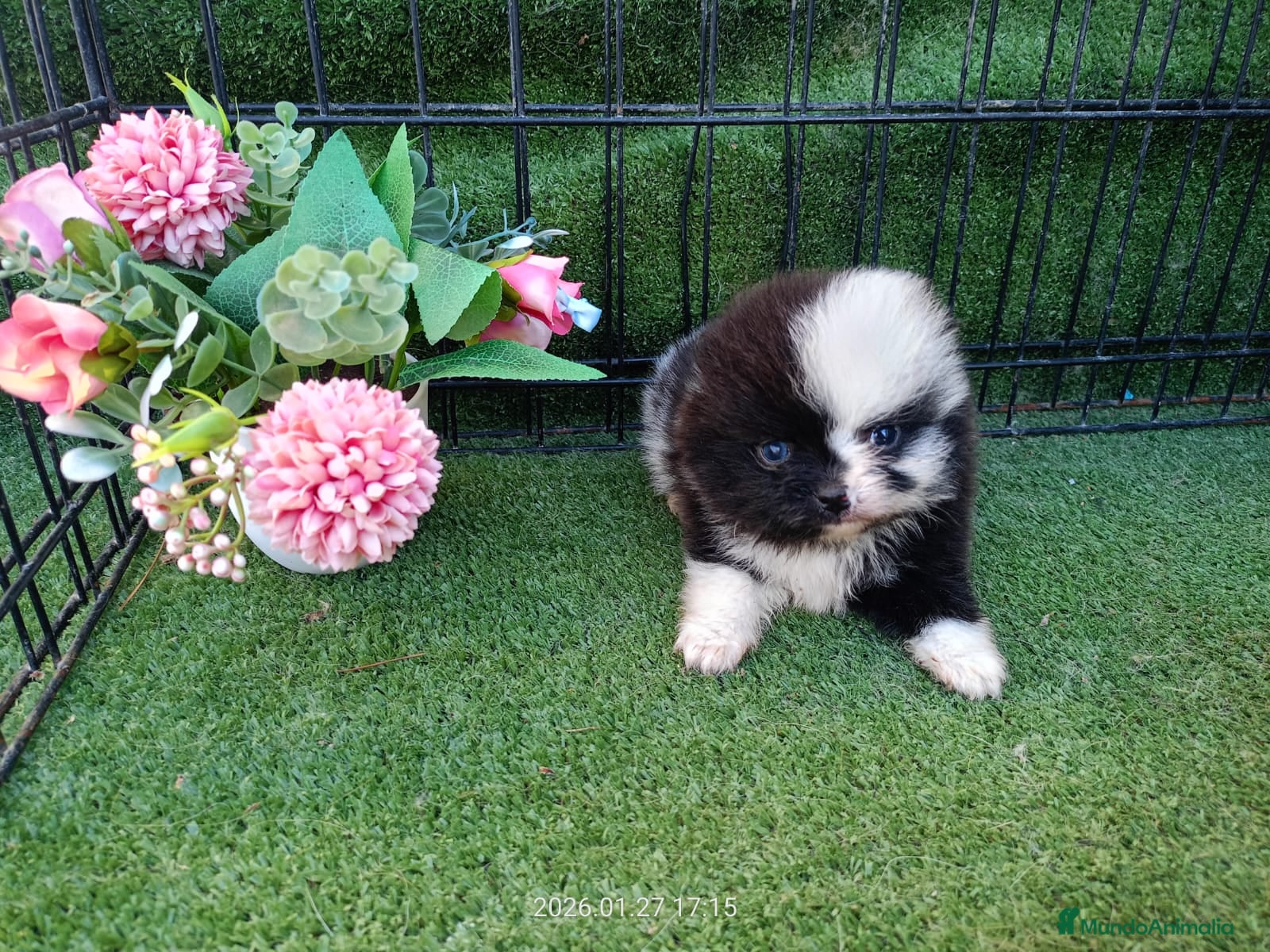 Pomerania perros POMERANIA CACHORRO - Anuncio 1