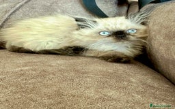 Persa gatos en venta: Precioso macho Himalayo - Imagen 4