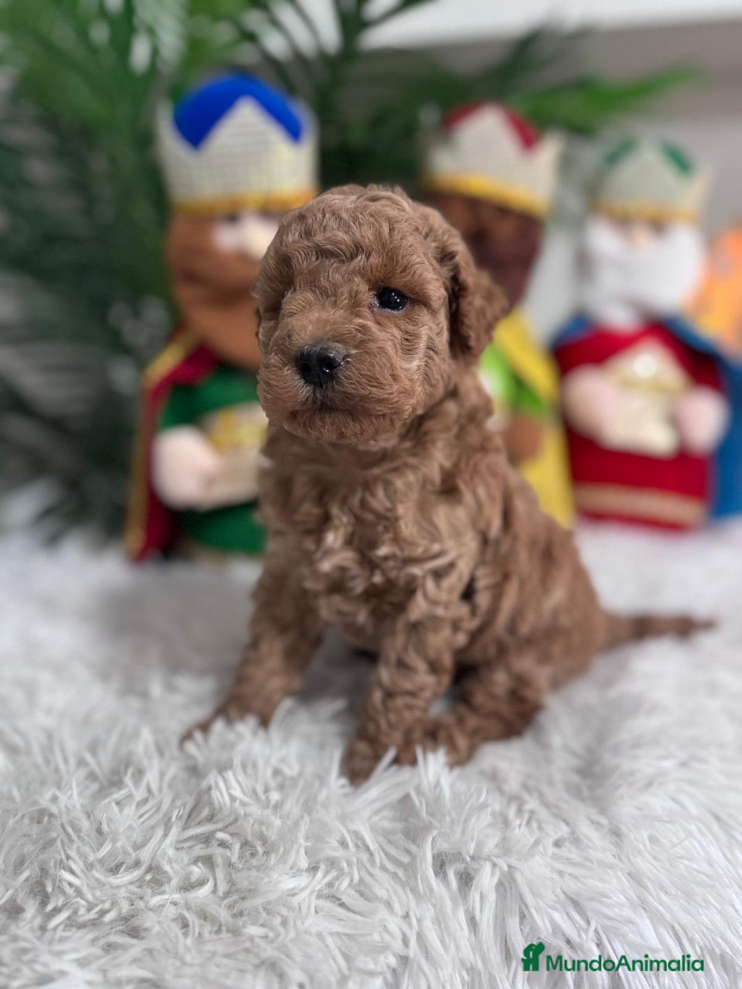 Caniche Toy perros en venta: CANICHE TOY - Anuncio 2