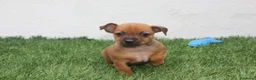 Raza Mixta perros en venta: Minijack  - Anuncio 12