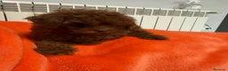 Caniche Toy perros en venta: 🐩 CANICHE TOY ROJO PIMENTÓN — 2 MESES 🤎  ✨  en Madrid - Anuncio 6