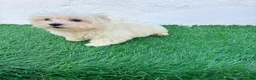 Bichón Maltés perros en venta: Bichon Maltes coreana - Anuncio 5