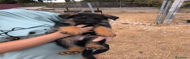 Pastor Alemán 4