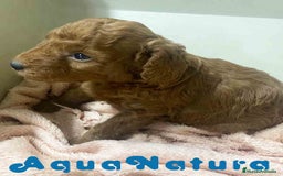 Caniche Mediano perros en venta: Caniche Macho de Barbie y Can AQUANATURA - Imagen 1