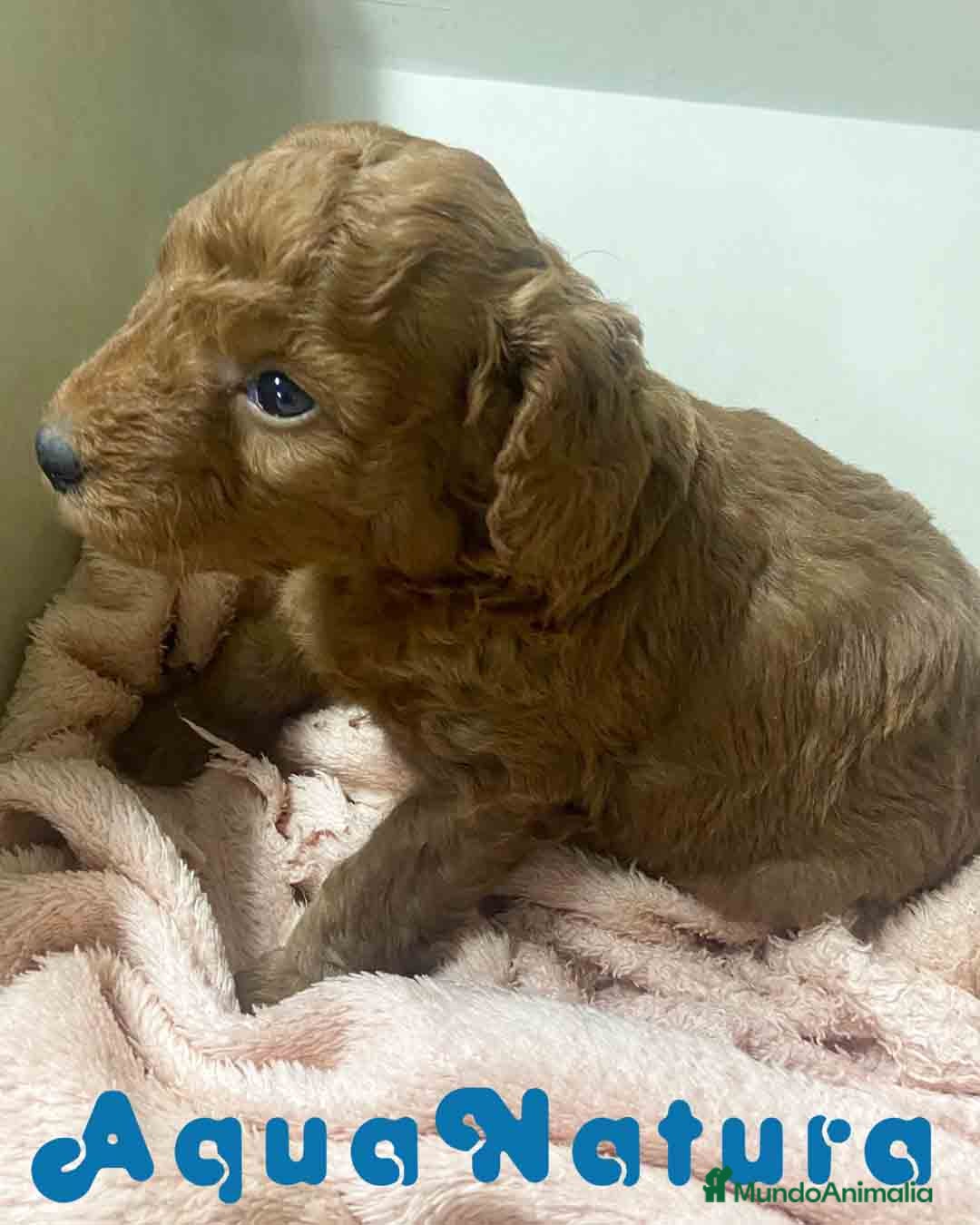 Caniche Mediano perros en venta: Caniche Macho de Barbie y Can AQUANATURA - Imagen 1