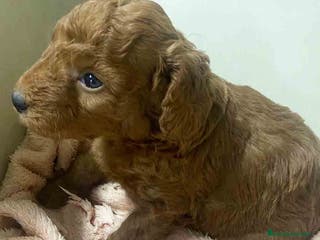 Caniche Mediano perros Caniche Macho de Barbie y Can AQUANATURA - Anuncio 10