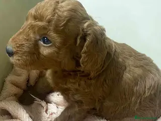 Caniche Mediano perros Caniche Macho de Barbie y Can AQUANATURA - Anuncio 14