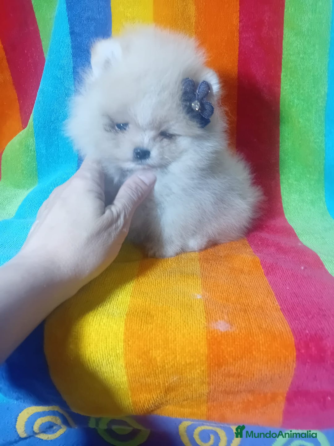 Pomerania perros en venta: Preciosos pomeranias americanos boo  - Imagen 6