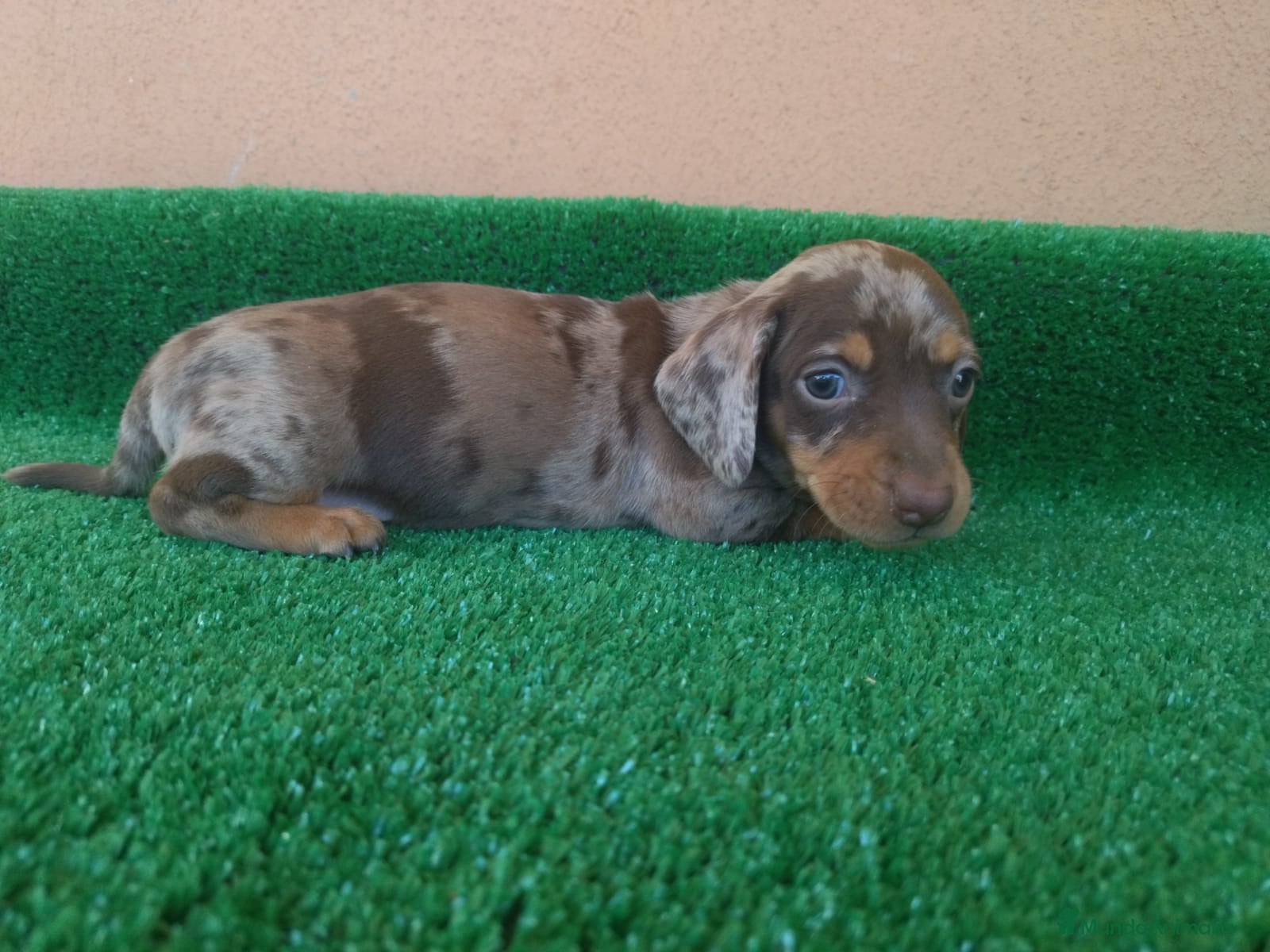 Teckel Miniatura perros Teckel Mini Arlequin - Anuncio 25