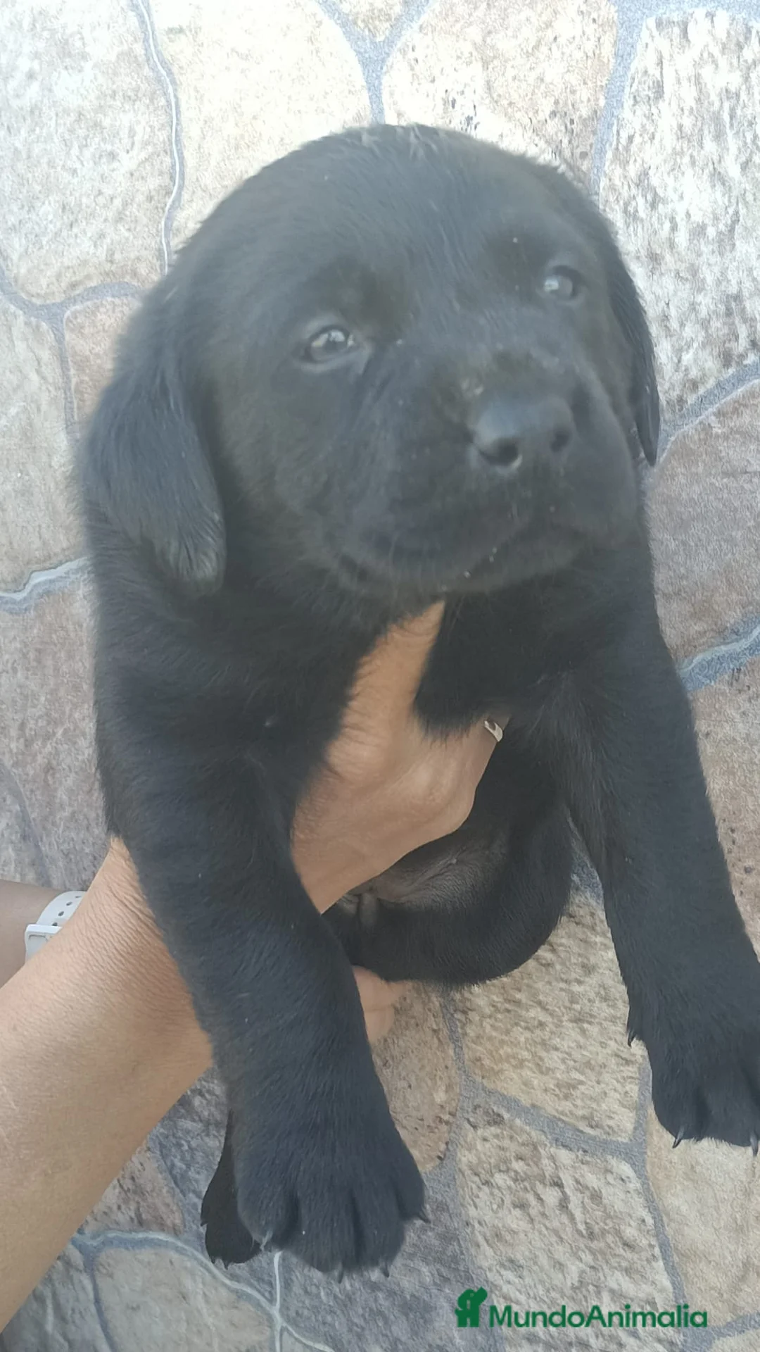 Labrador Retriever perros en venta: Última hembra de labrador disponible  - Anuncio 2
