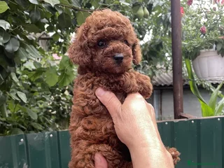 Caniche Toy perros - Anuncio 37
