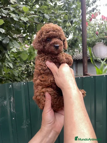 Caniche Toy perros - Anuncio 2