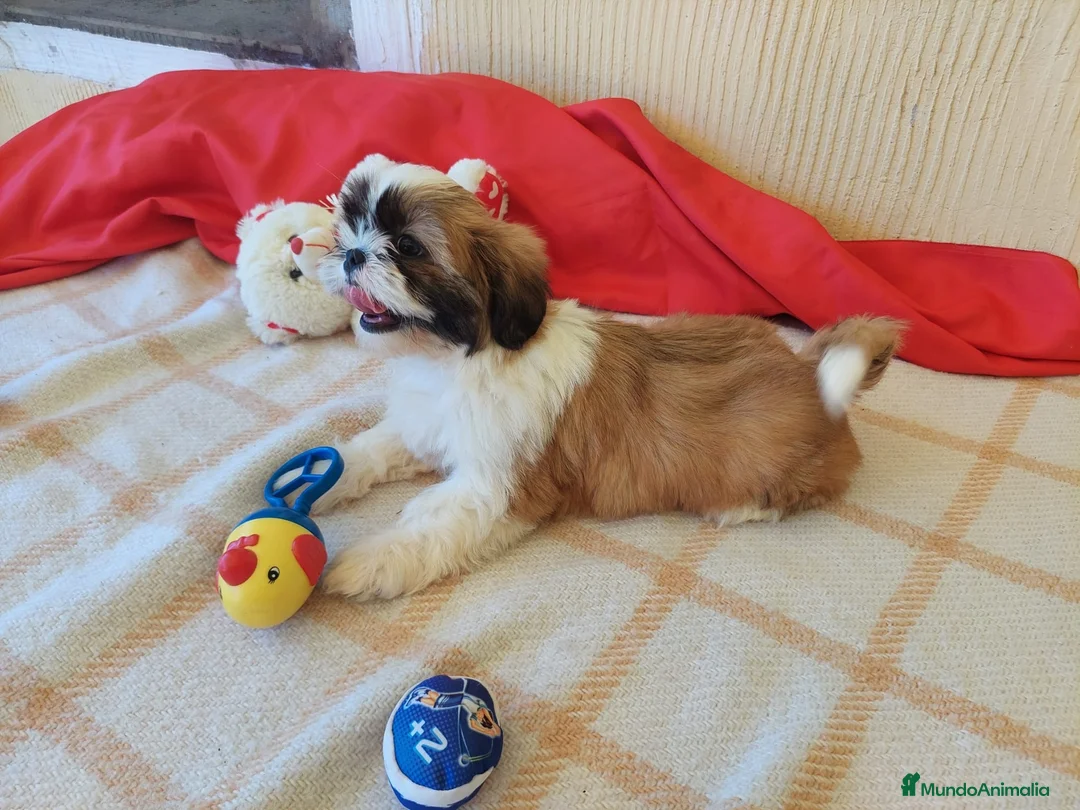 Shih Tzu perros en venta: OPORTUNIDAD PRECIOSO SHIHTZU  - Anuncio 2