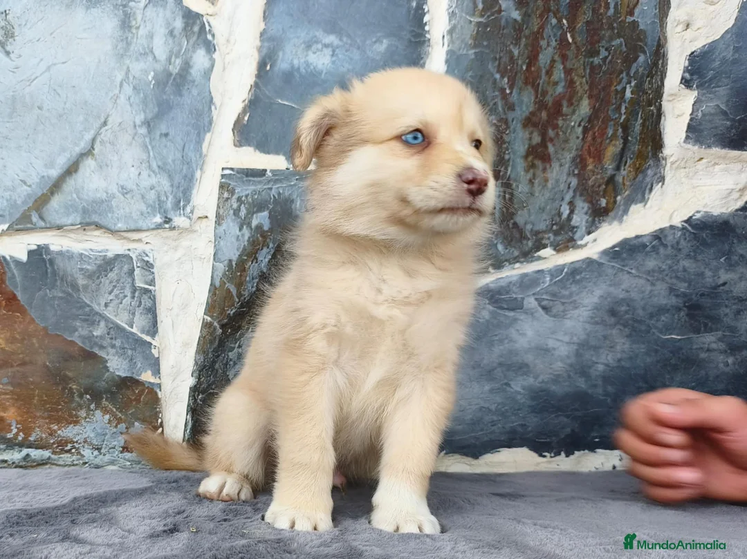 Raza Mixta perros en venta: BORDERPOM (BORDER COLLIE + POMERANIA) - Anuncio 6