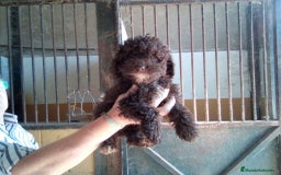 Perro de Agua Español perros en venta: Camada PDAE - Imagen 7