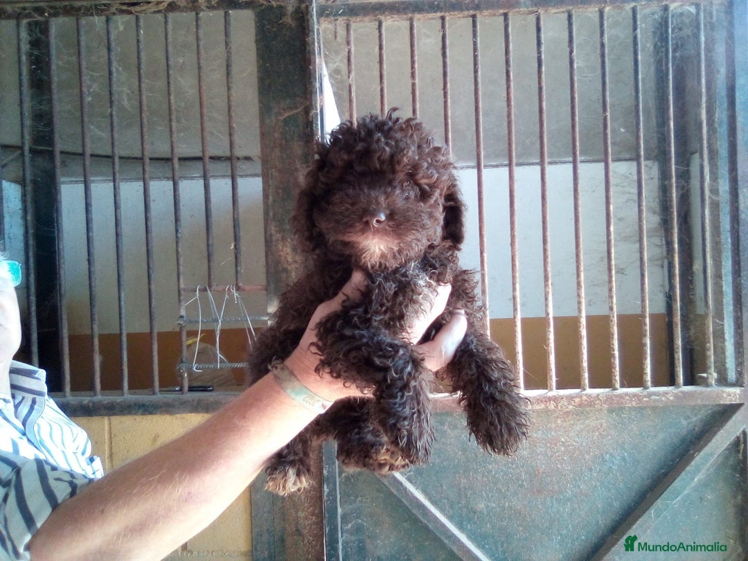 Perro de Agua Español perros en venta: Camada PDAE - Imagen 7