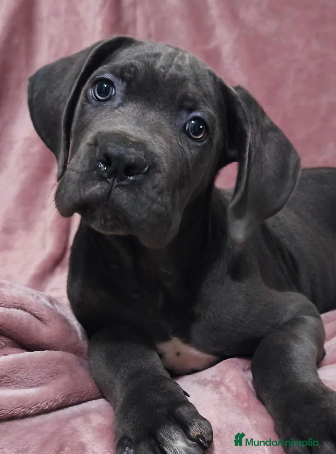Cane Corso perros en venta: Cane corso linea belleza - Anuncio 2