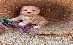 Maltipoo perros en venta: Maltipoo mes de entrega diciembre  - Imagen 5