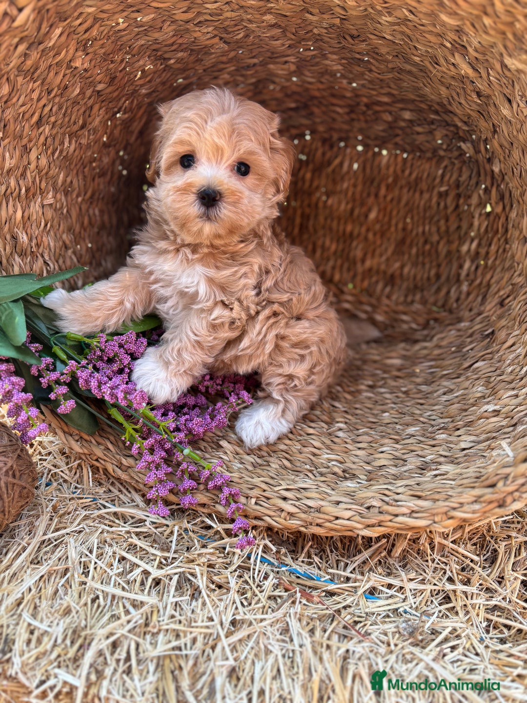 Maltipoo perros en venta: Maltipoo mes de entrega diciembre  - Imagen 5