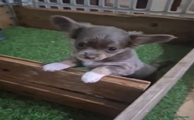 Chihuahua perros - Propaganda 2