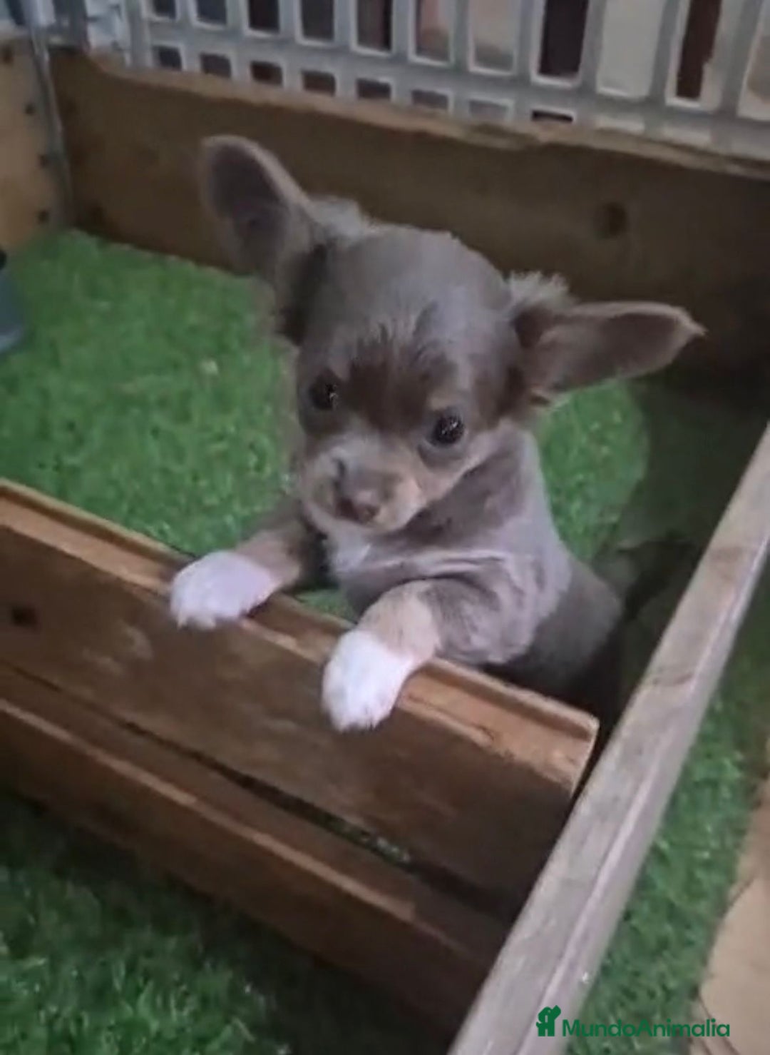 Chihuahua perros en venta: Chihuahua MICRO TOY Lilac Pelo Largo - Imagen 1