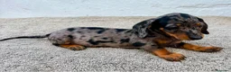 Teckel Miniatura perros en venta: Teckel kaninchen Arlequín  - Anuncio 2