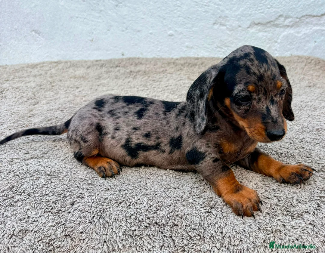 Teckel Miniatura perros en venta: Teckel kaninchen Arlequín  - Anuncio 2