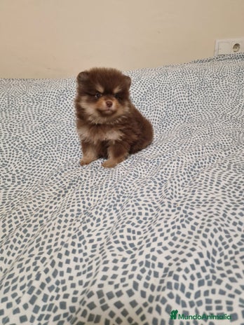 Pomerania perros Cachorrito Pomerania en Murcia - Anuncio 1