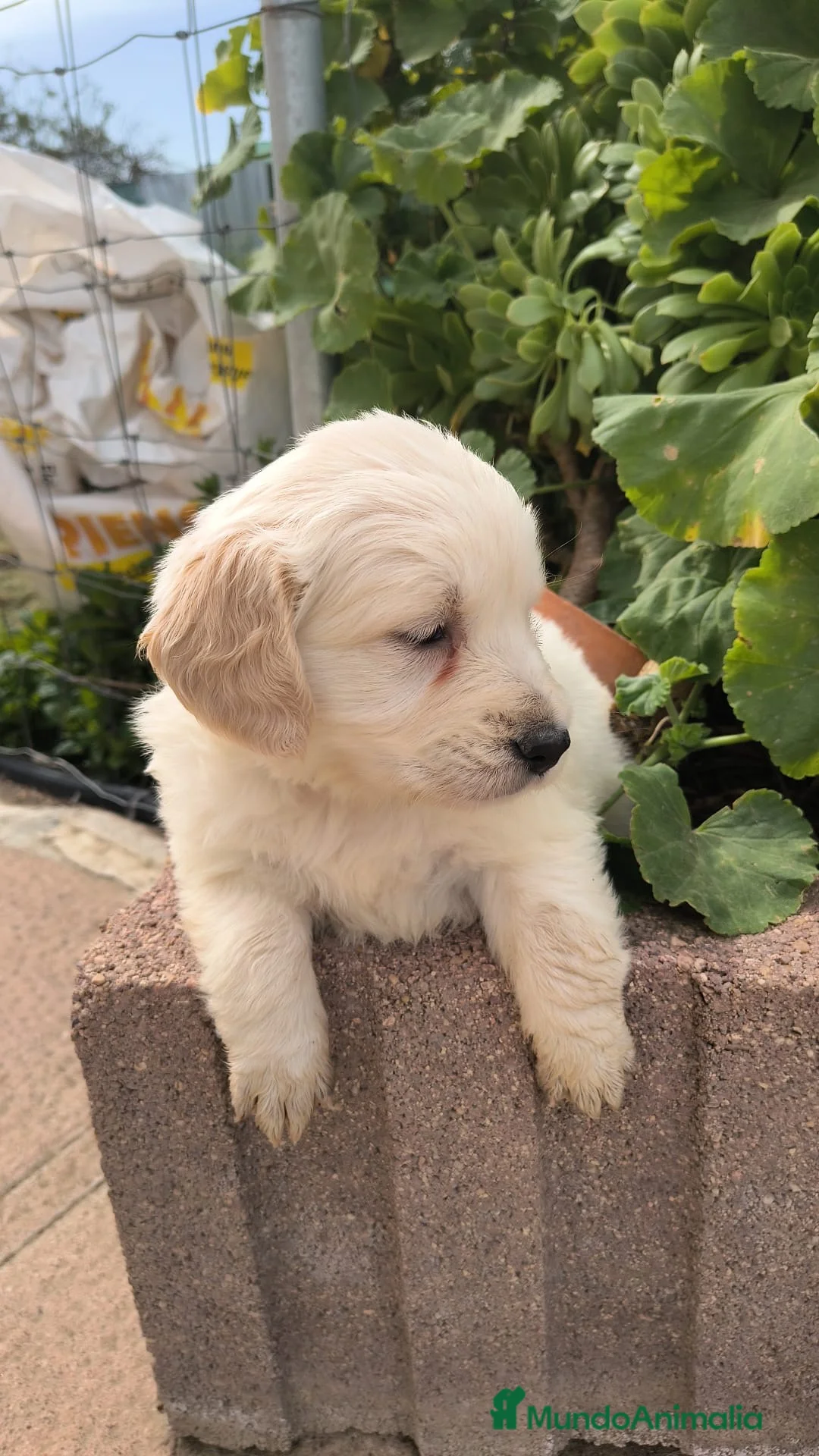 Golden Retriever perros en venta: Última golden disponible para entregar en Sevilla - Anuncio 2