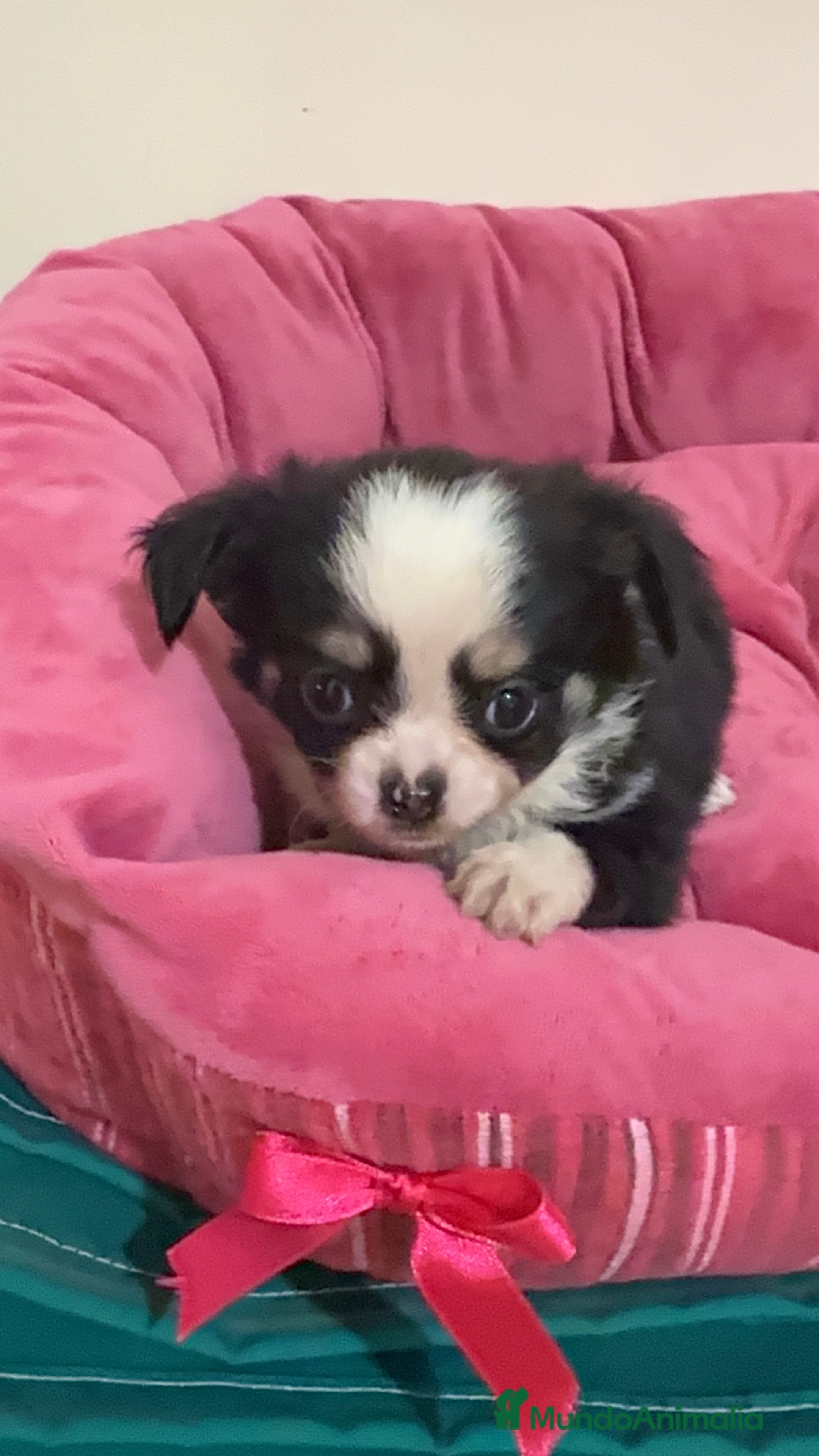 Chihuahua perros Chihuahua pelo largo - Anuncio 2