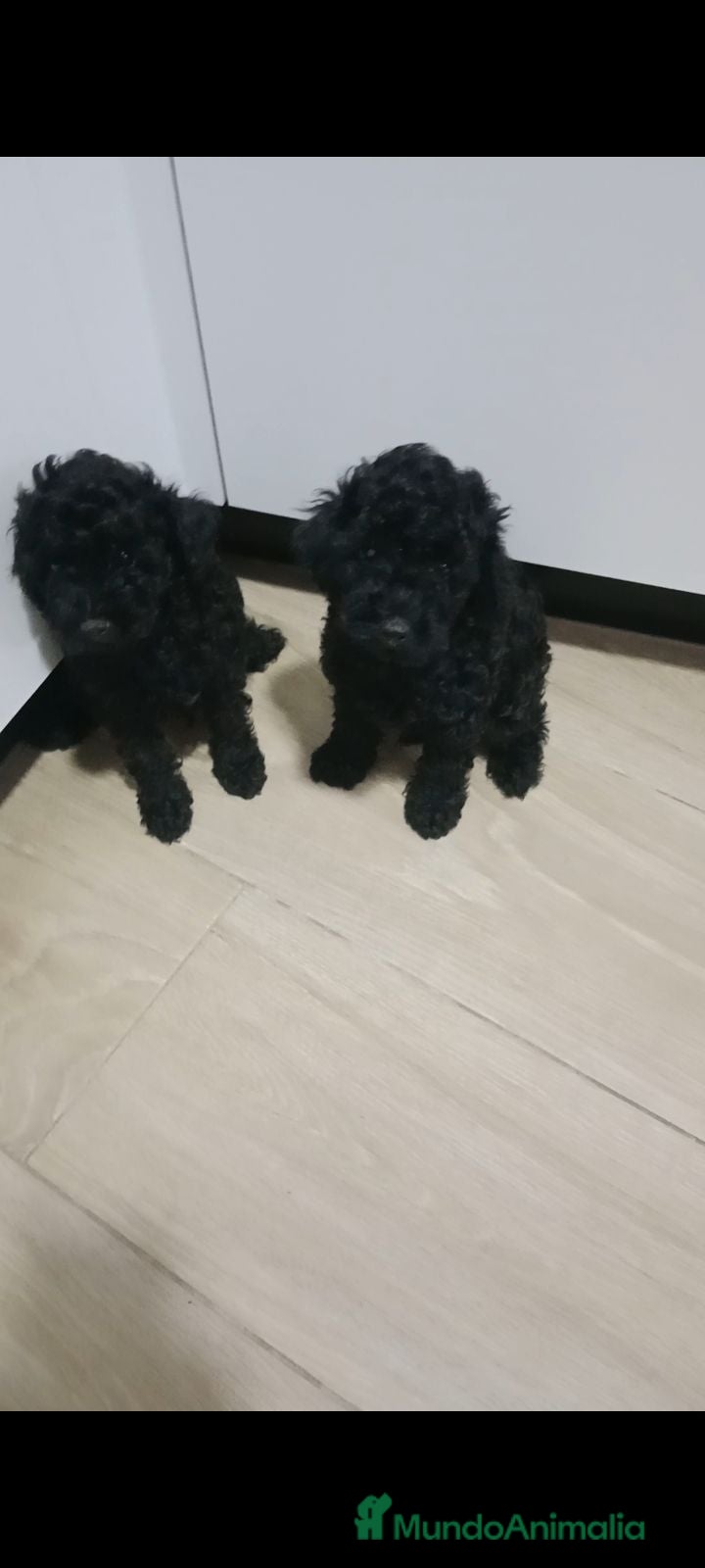 Caniche Toy perros Caniche toy Negro azabache  - Anuncio 3