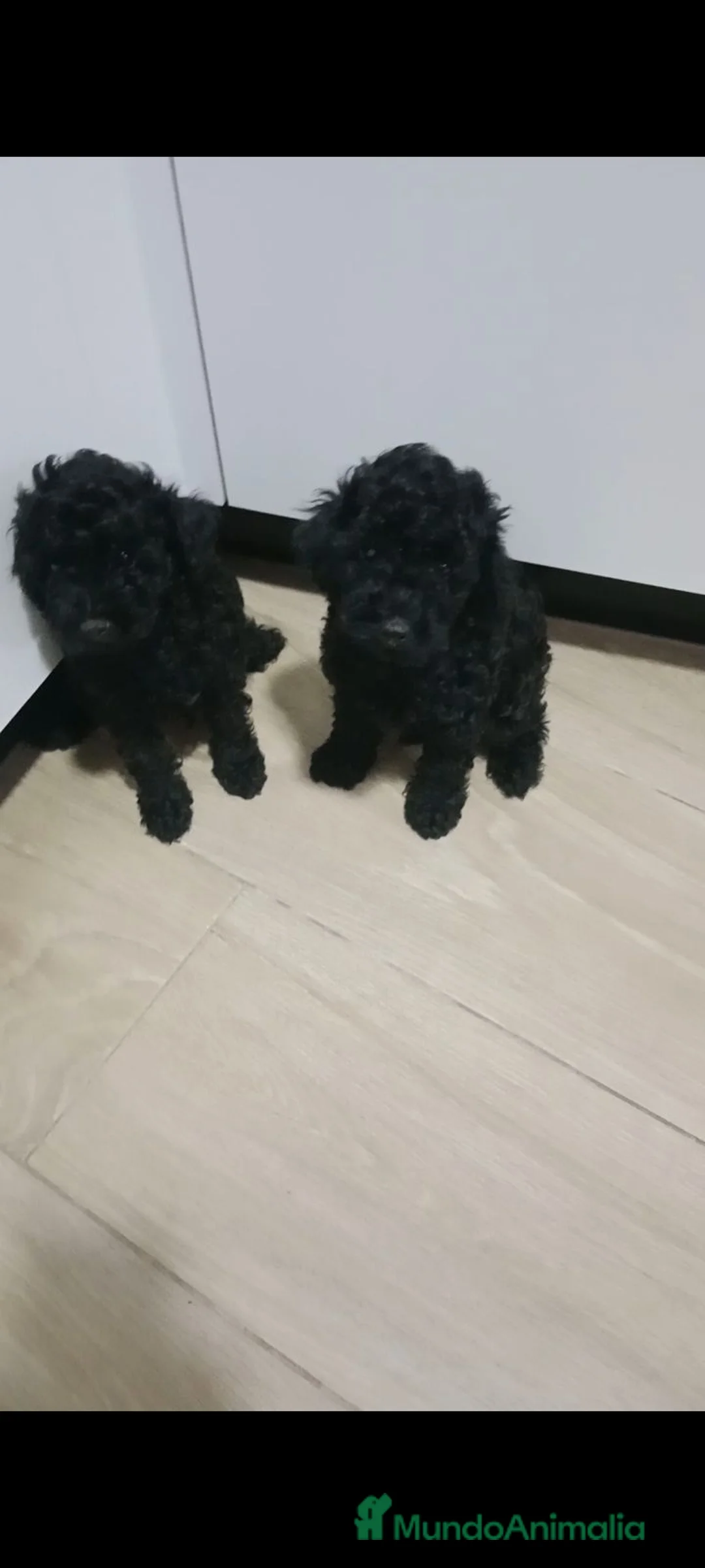 Caniche Toy perros en venta: Caniche toy Negro azabache  - Anuncio 1
