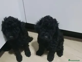 Caniche Toy perros Caniche toy Negro azabache - Anuncio 1