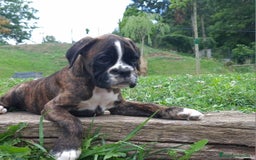 Boxer perros en venta: BOXER ATIGRADO - Imagen 2