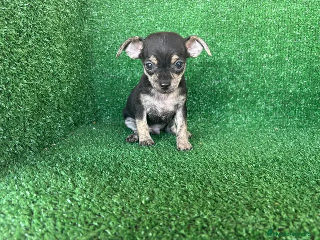 Chihuahua perros en venta: chihuahua - Anuncio 3