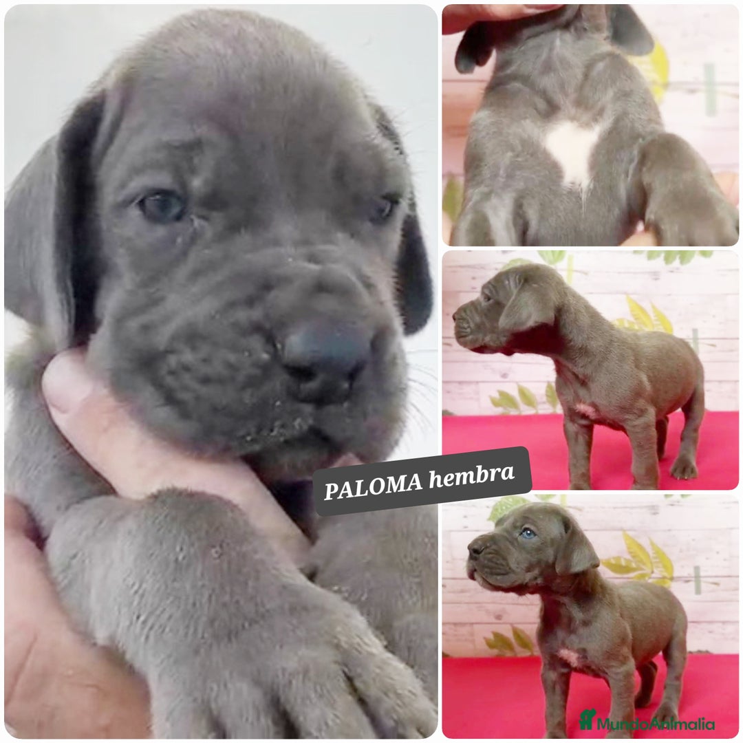 Dogo Alemán perros en venta: ¿Buscas un amigo fiel, alegre y lleno de energía? - Imagen 3