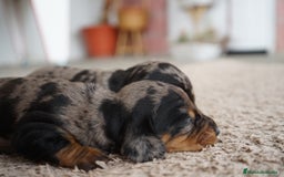 Teckel Miniatura perros en venta: 🐾 Fina y Delfina – Teckel miniatura 🐾 - Imagen 3