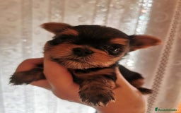 Yorkshire Terrier perros en venta: Yorkshire terrier - Imagen 13
