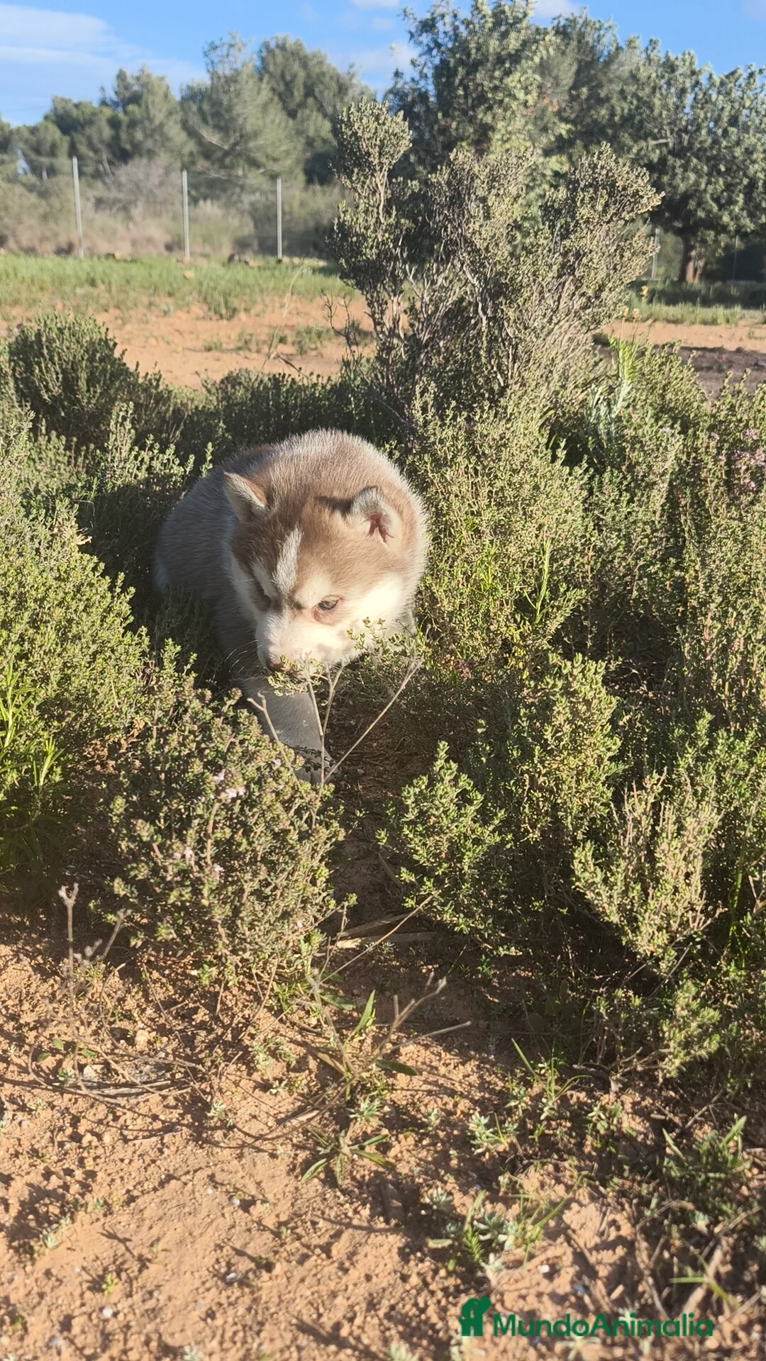 Husky Siberiano perros en venta: Husky SIBERIANO  - Anuncio 9