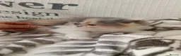 Persa gatos en venta: Gatitos Persas  - Anuncio 2