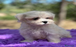 Bichón Maltés perros en venta: Bichon coreana  - Imagen 2